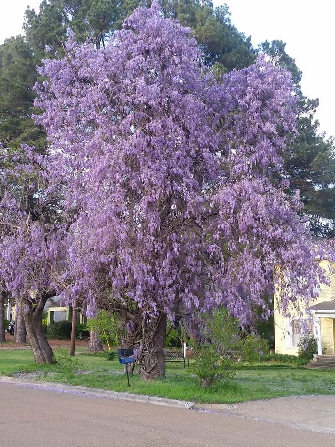Spahn House Bed And Breakfast Senatobia Εξωτερικό φωτογραφία
